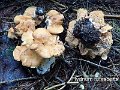 Hydnum rufescens-amf1459-1